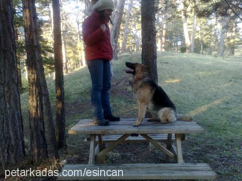 fıstık Dişi Alman Çoban Köpeği