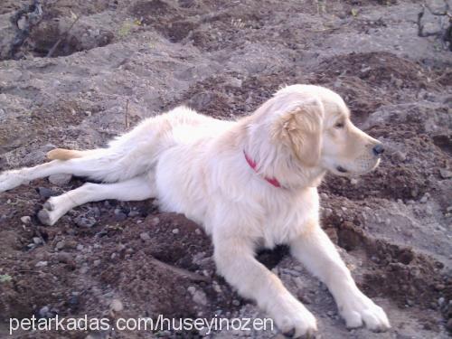 fox Erkek Golden Retriever