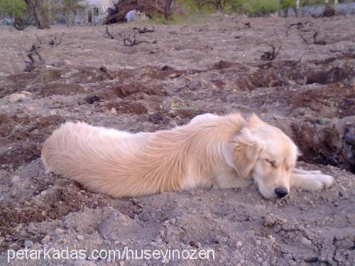 fox Erkek Golden Retriever