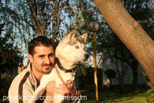 maila Dişi Sibirya Kurdu (Husky)