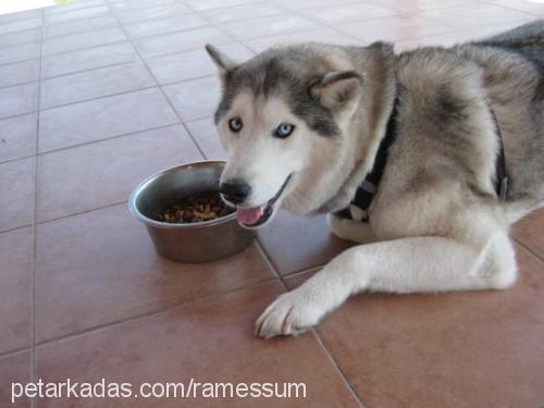 maila Dişi Sibirya Kurdu (Husky)