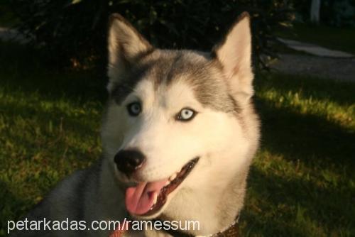 maila Dişi Sibirya Kurdu (Husky)