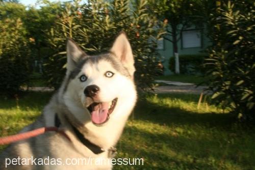 maila Dişi Sibirya Kurdu (Husky)