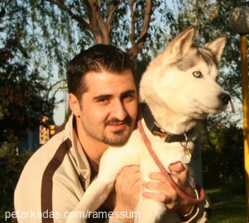 maila Dişi Sibirya Kurdu (Husky)