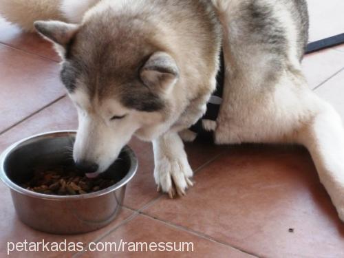 maila Dişi Sibirya Kurdu (Husky)