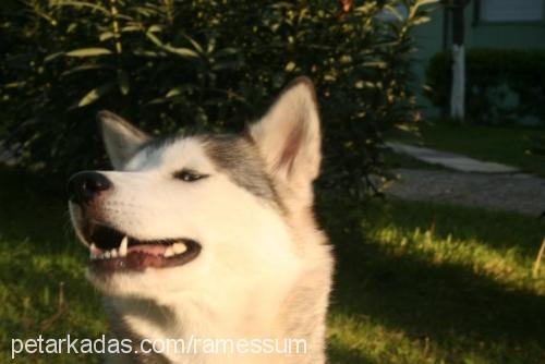 maila Dişi Sibirya Kurdu (Husky)