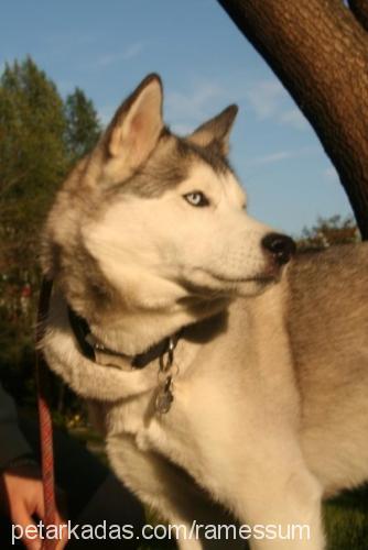 maila Dişi Sibirya Kurdu (Husky)