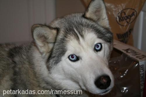 maila Dişi Sibirya Kurdu (Husky)