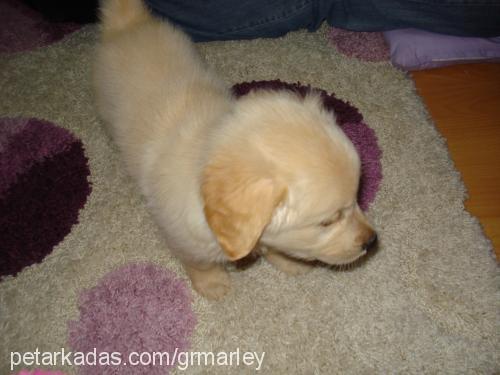 marley Erkek Golden Retriever