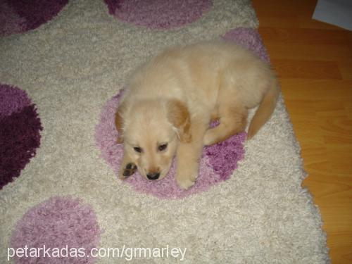 marley Erkek Golden Retriever