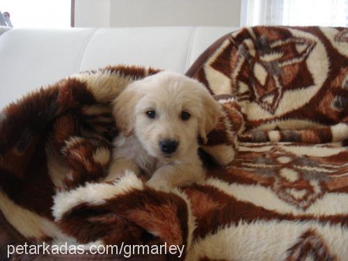 marley Erkek Golden Retriever