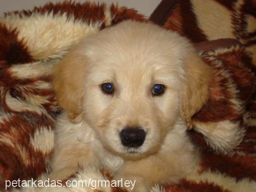 marley Erkek Golden Retriever