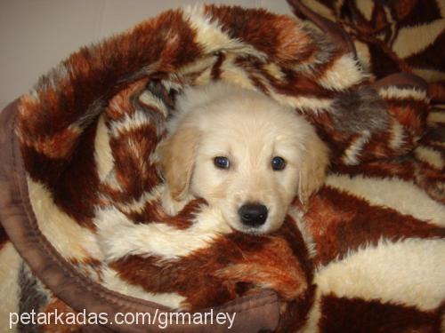 marley Erkek Golden Retriever