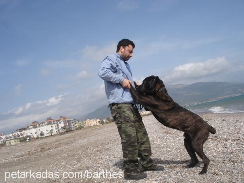 teo Erkek Mastiff