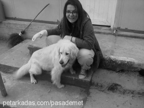 paşa Erkek Golden Retriever