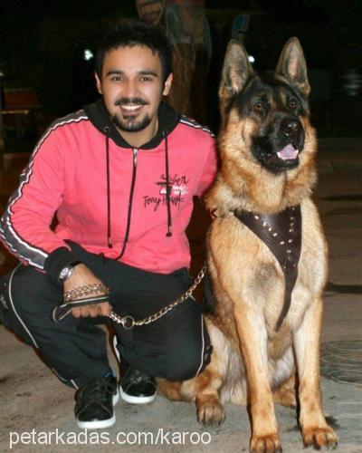 arwenvomkaroo Erkek Alman Çoban Köpeği