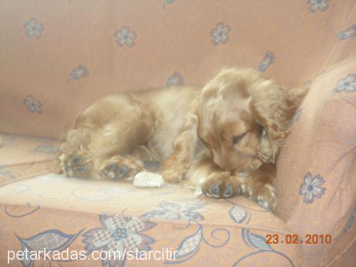 Çıtır Dişi İngiliz Cocker Spaniel