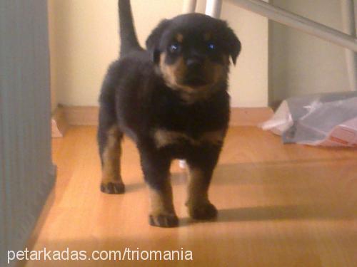 tyson Erkek Rottweiler