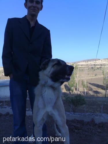 çumi Erkek Kangal