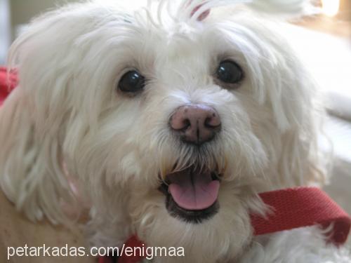 kurabiye Dişi West Highland White Terrier