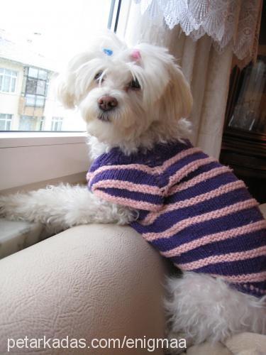 kurabiye Dişi West Highland White Terrier