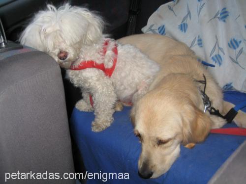 kurabiye Dişi West Highland White Terrier