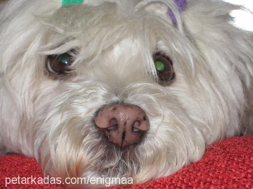 kurabiye Dişi West Highland White Terrier