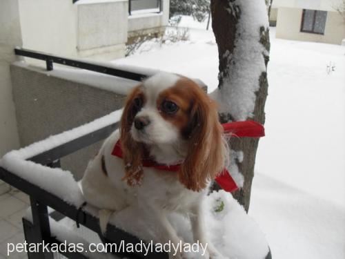 lady Dişi Cavalier King Charles Spanieli