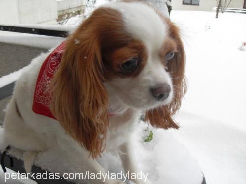 lady Dişi Cavalier King Charles Spanieli