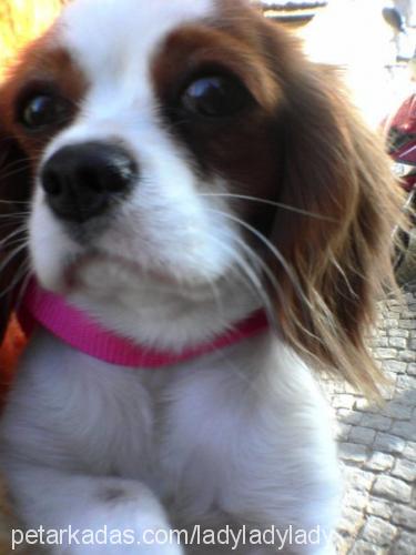 lady Dişi Cavalier King Charles Spanieli