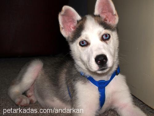 Çakıl Dişi Sibirya Kurdu (Husky)