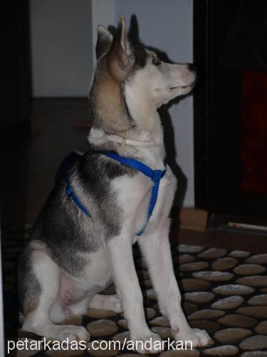 Çakıl Dişi Sibirya Kurdu (Husky)