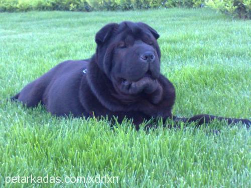 dufy Dişi Çin Shar-Pei