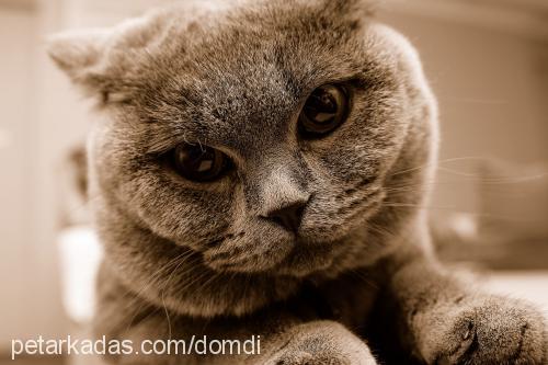 domdi Erkek British Shorthair