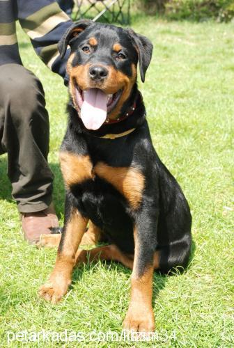 zeyna Dişi Rottweiler