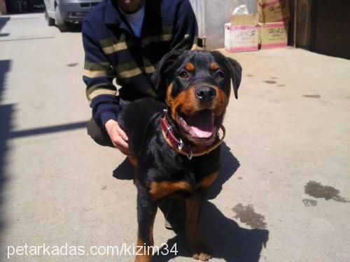 zeyna Dişi Rottweiler