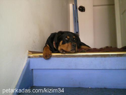 zeyna Dişi Rottweiler