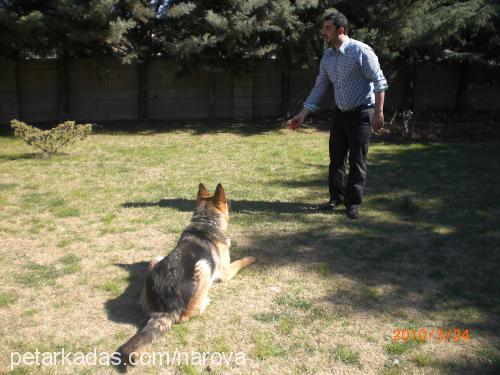 arett Erkek Alman Çoban Köpeği