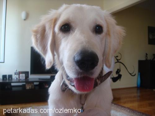 canki Erkek Golden Retriever