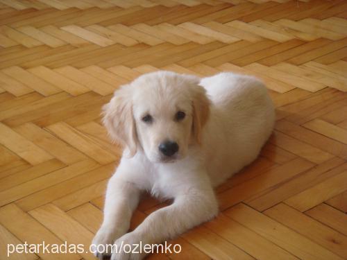 canki Erkek Golden Retriever