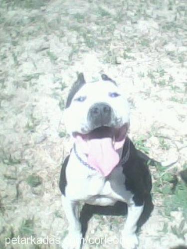 angell Dişi Amerikan Staffordshire Terrier