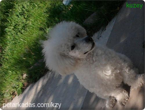 kuzey Erkek İrlandalı Terrier