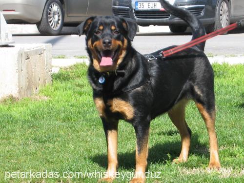 shera Dişi Rottweiler