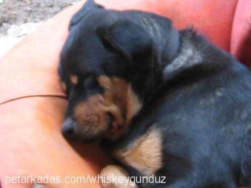 shera Dişi Rottweiler