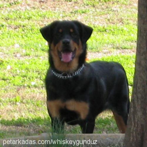 shera Dişi Rottweiler