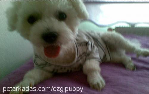 puppy Erkek Bichon Frise