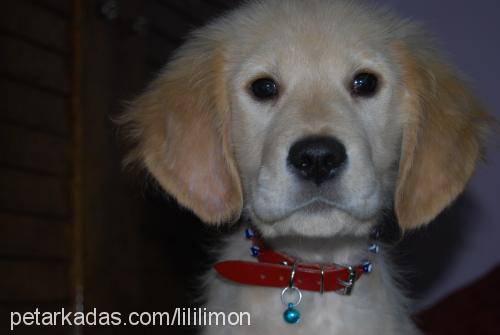 limon Dişi Golden Retriever