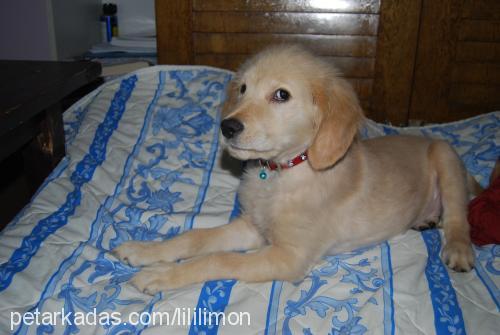 limon Dişi Golden Retriever