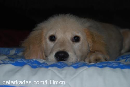 limon Dişi Golden Retriever