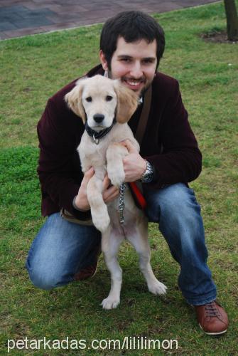 limon Dişi Golden Retriever